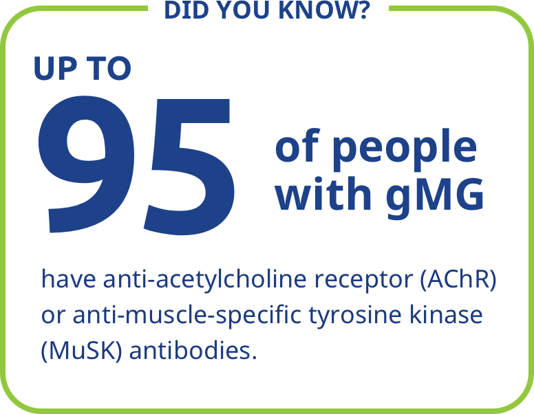 Up to 95% of people with gMG have anti-acetylcholine receptor (AChR) or anti-muscle-specific tyrosine kinase (MuSK) antibodies.