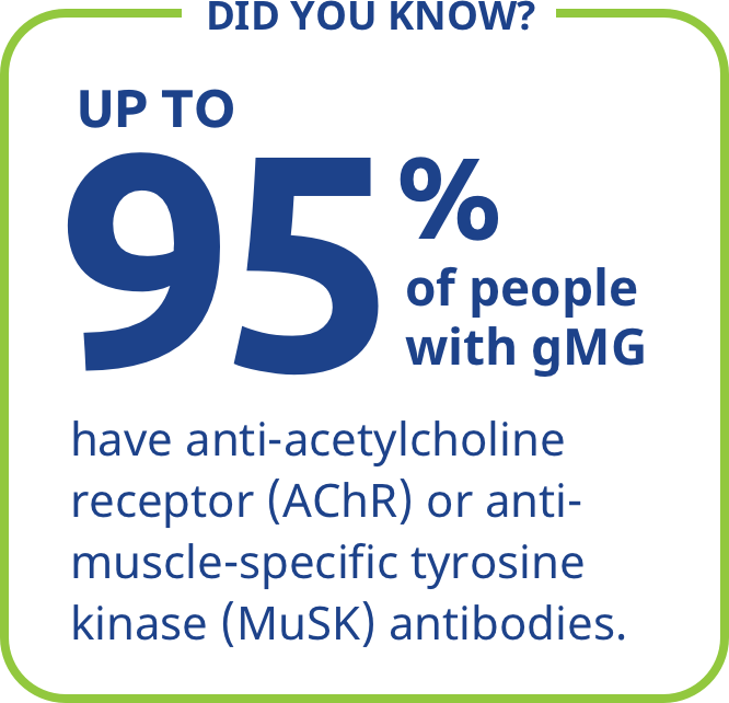 Up to 95% of people with gMG have anti-acetylcholine receptor (AChR) or anti-muscle-specific tyrosine kinase (MuSK) antibodies.