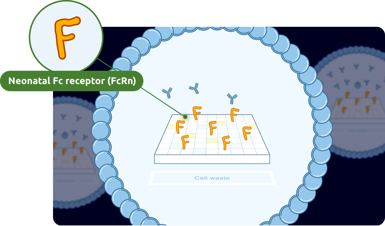 FcRN allows harmful antibodies to be recycled.