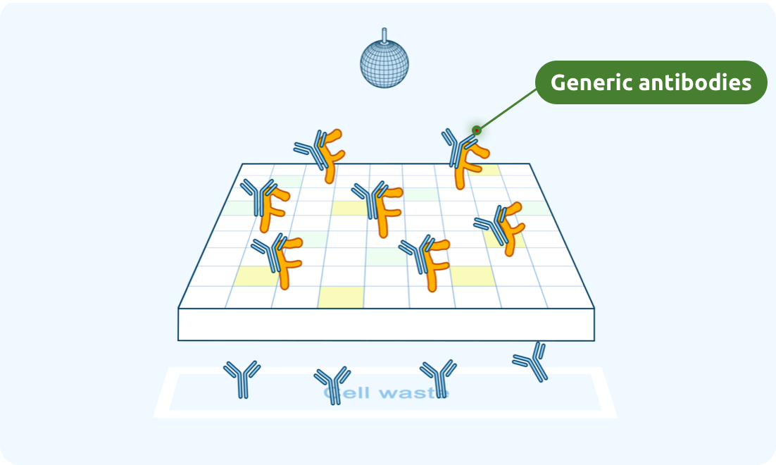 Generic antibodies attach to FcRn.