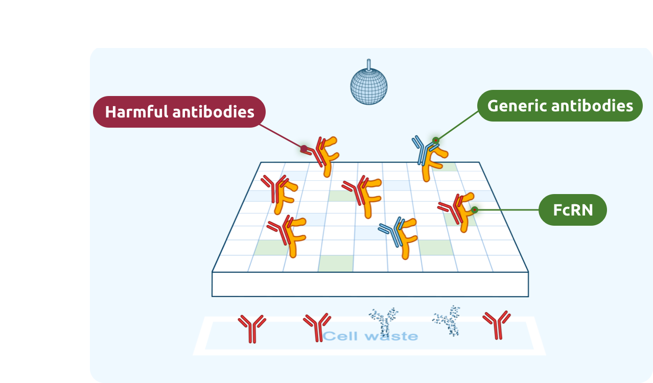 FcRn also attaches to harmful antibodies.