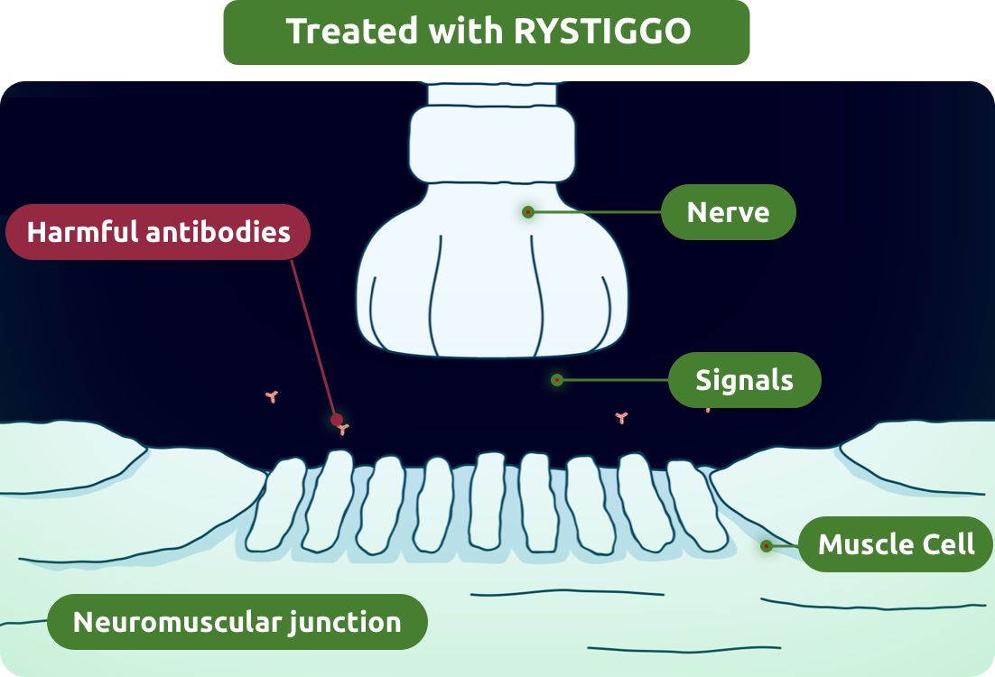 The signals between nerves and muscles are enhanced with the reduction of harmful antibodies from RYSTIGGO.