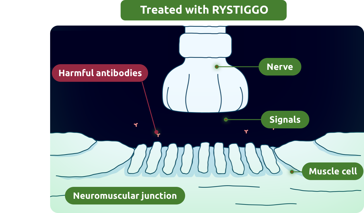 The signals between nerves and muscles are enhanced with the reduction of harmful antibodies from RYSTIGGO.